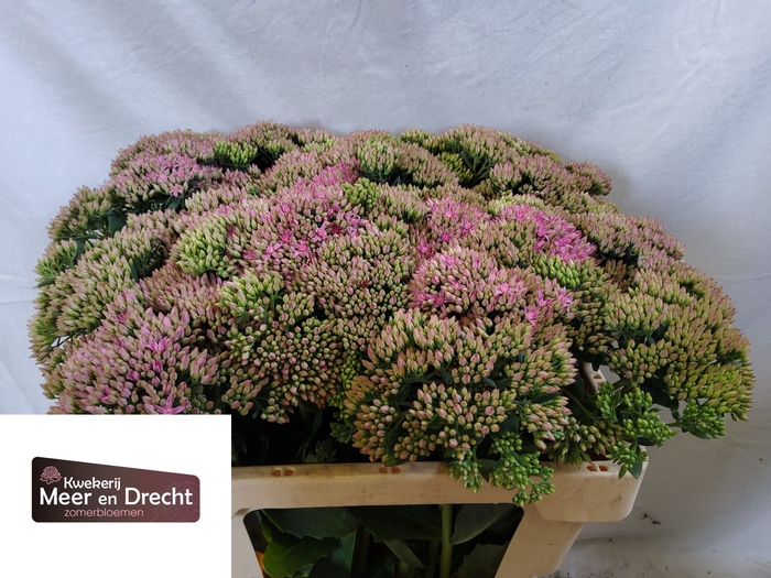 <h4>SEDUM SP CARL</h4>