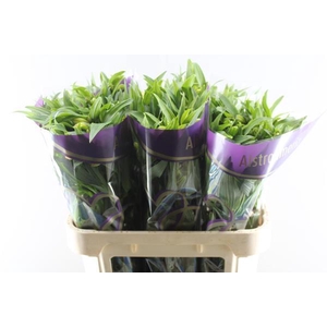 Alstr Aurora (oranje)