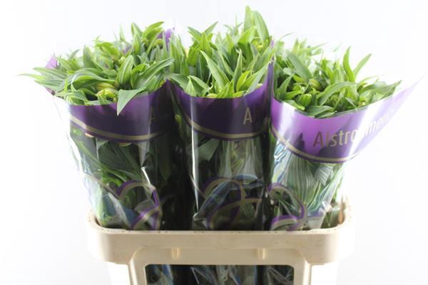 <h4>Alstr Aurora (oranje)</h4>