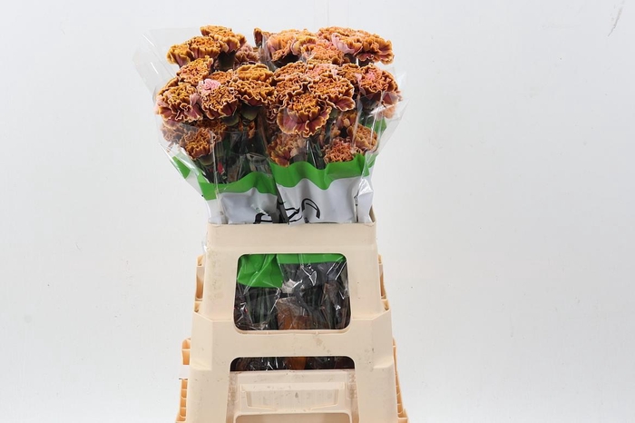 <h4>Di St Tinted Pink Toffee</h4>