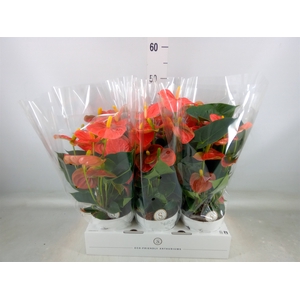 Anthurium andr. 'Orange Champion'