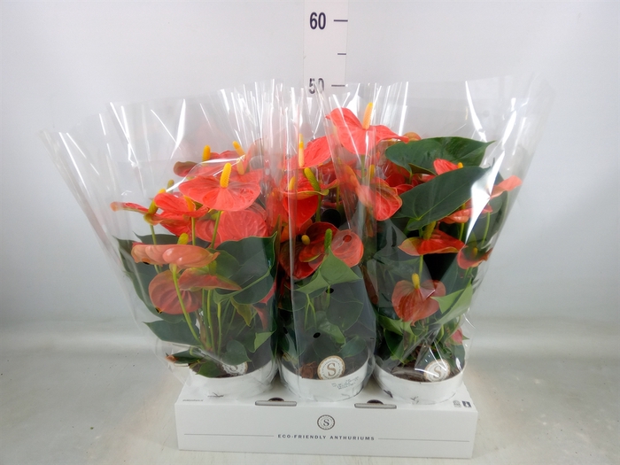 <h4>Anthurium andr. 'Orange Champion'</h4>