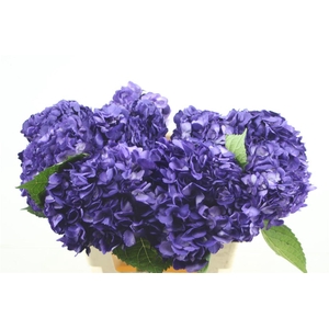 Hydr. M Beauty Berry 60-18