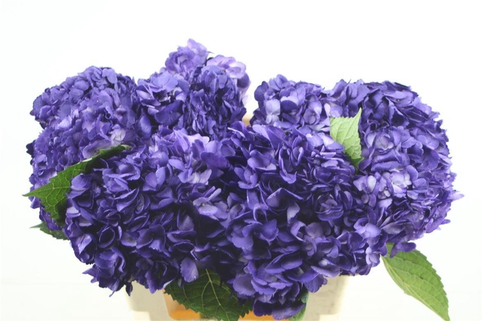 <h4>Hydr. M Beauty Berry 60-18</h4>