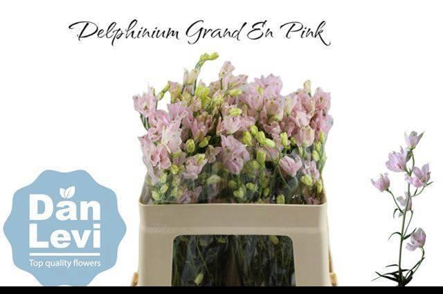 <h4>DELPH EN ENERGY PINK</h4>