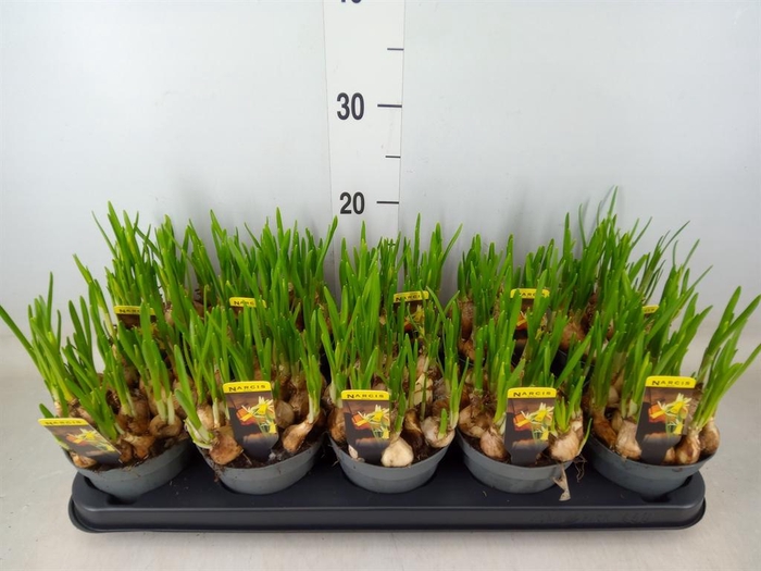 <h4>Narcissus   ...</h4>