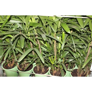 PALMEIRA RAPHIS P24