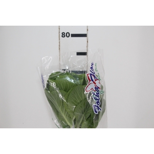 BRASSICA OLERACEA ORNAMENTAL VERDE LISO