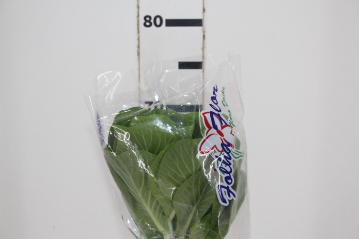BRASSICA OLERACEA ORNAMENTAL VERDE LISO