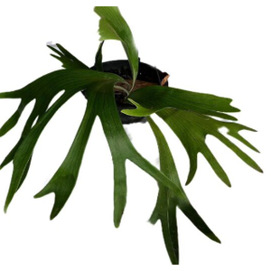 PLATYCERIUM ALCICORN C21