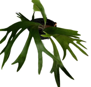 <h4>PLATYCERIUM ALCICORN C21</h4>