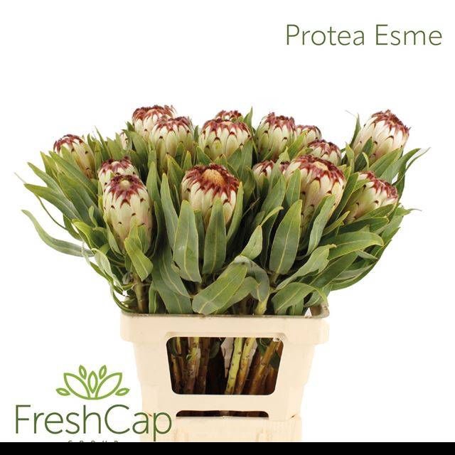 <h4>PROTEA MAG NIOBE</h4>