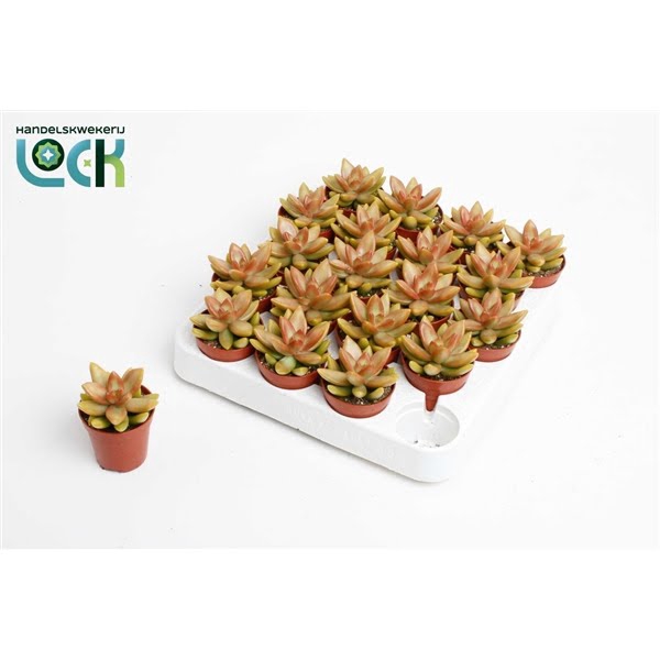 <h4>Sedum Adolphii</h4>