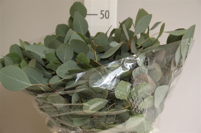 <h4>Euca Populus Kort</h4>
