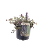 Ajuga reptans Burgundy Glow