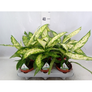 Dieffenbachia  'Vesuvius'