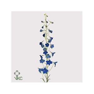 Delphinium Single Volkerfried