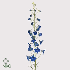 <h4>Delphinium Single Volkerfried</h4>