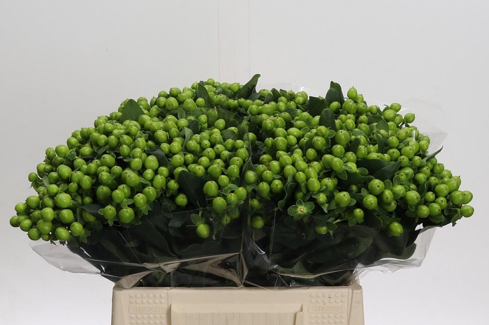 Hypericum Lucky Romance