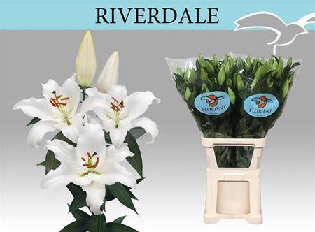 <h4>Li Or Riverdale 5+</h4>