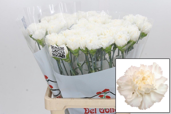 <h4>DI ST HOLLY</h4>