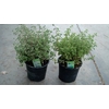 Origanum vulgare 'Compactum'