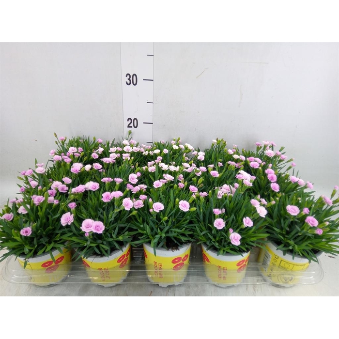 <h4>Dianthus allw. 'Lucky Lips Lola'</h4>
