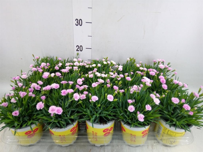 <h4>Dianthus allw. 'Lucky Lips Lola'</h4>