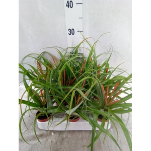 Tillandsia flabellata