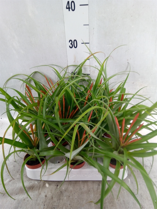 <h4>Tillandsia flabellata</h4>