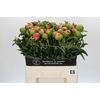 Paeonia Coral Sunset