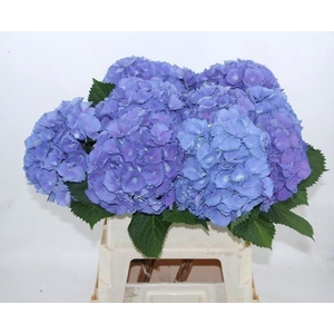 HORT ELBTAL BLAUW
