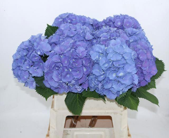 <h4>HORT ELBTAL BLAUW</h4>
