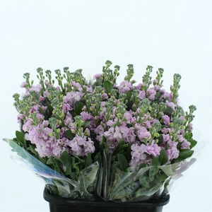 Matth Incana Iron Cherry Blossom