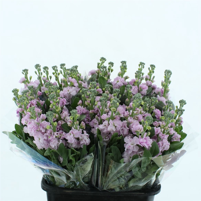 <h4>Matth Incana Iron Cherry Blossom</h4>