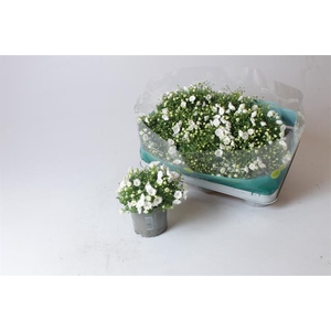 Campanula X White Bali 10,5Ø 17cm