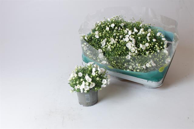 Campanula X White Bali 10,5Ø 17cm