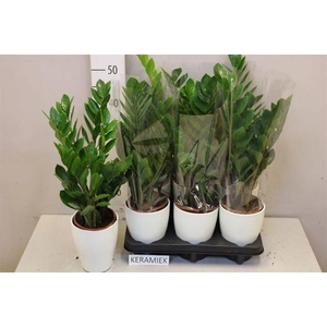 ZAMIO ZAMIIFOLIA