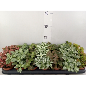 Fittonia   ...mix 7