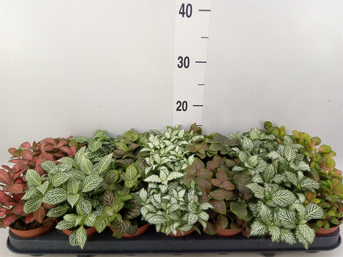 <h4>Fittonia   ...mix 7</h4>