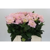 Dahlia Princess Kate