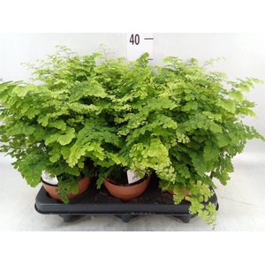 Adiantum raddi. 'Fritz-Luthi'