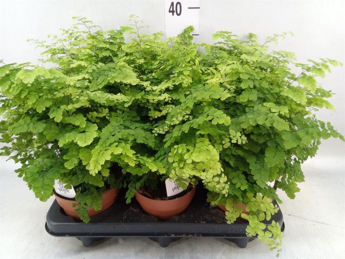 <h4>Adiantum raddi. 'Fritz-Luthi'</h4>