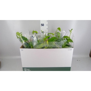 Epipremnum pinn.   HG