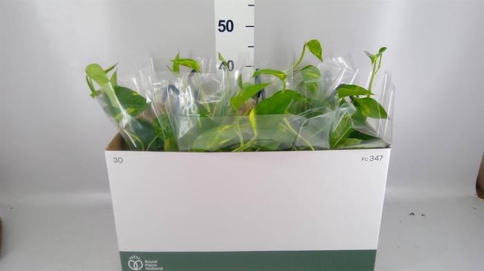 <h4>Epipremnum pinn.   HG</h4>