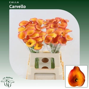 Calla Carvello