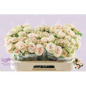 ROSA TR 'GENTLE TRENDSETTER'