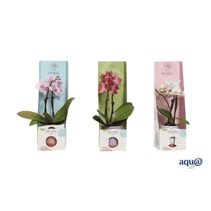 Valencia Mix Tiny Dolls Mix 2T10+ aqu@ in Tiny Box Pastel Mix