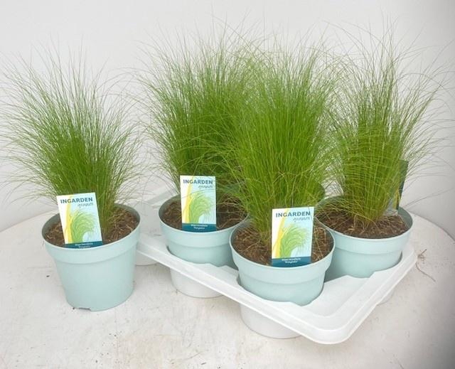 <h4>STIP TE PONYTAILS</h4>