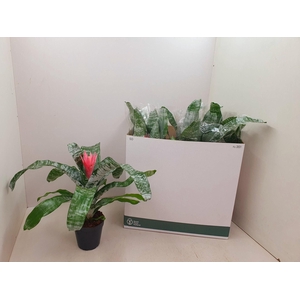Aechmea Fasciata Primera 15Ø 50cm